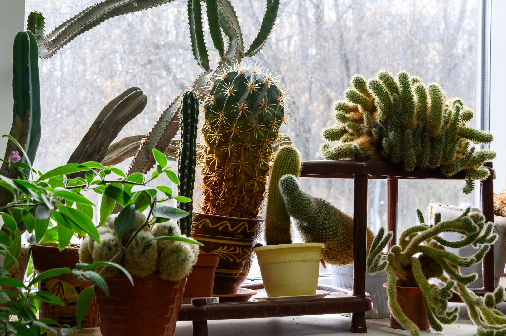 Кактусы в горшочках