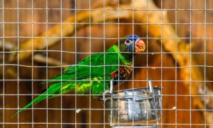 Попугай в клетке