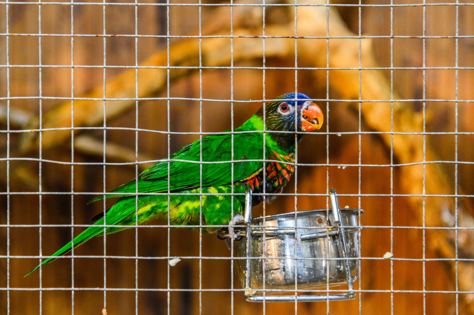 Попугай в клетке