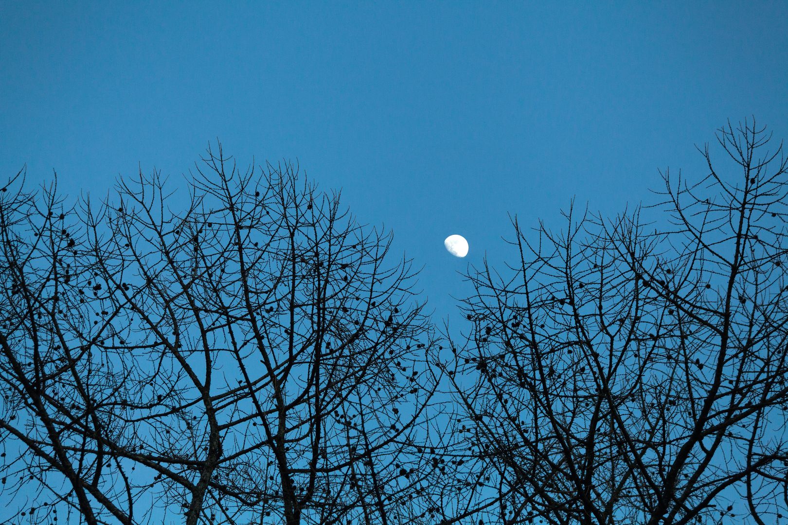 Луна в небе