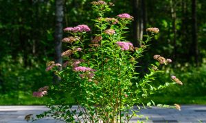 Летняя погода в городе