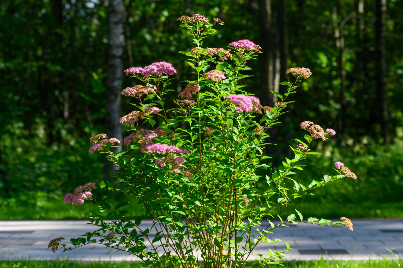 Летняя погода в городе