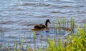 Пруд с уткой