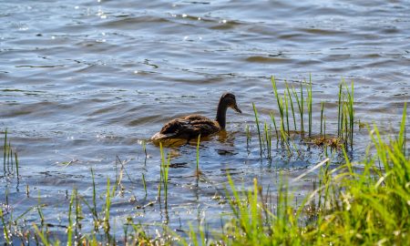 Пруд с уткой