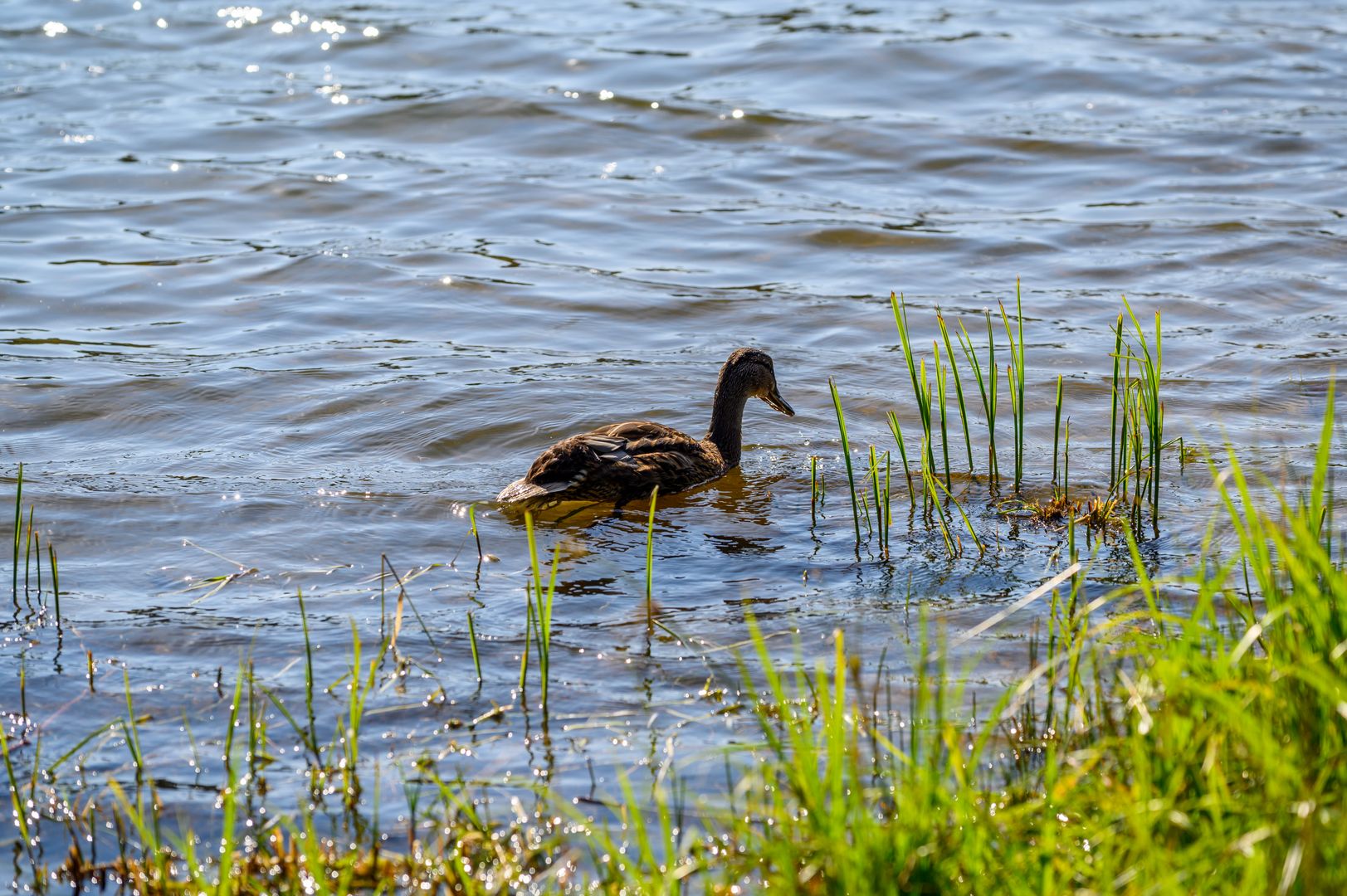 Пруд с уткой