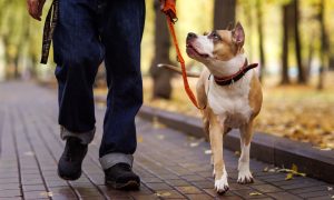 Опасная собака на поводке