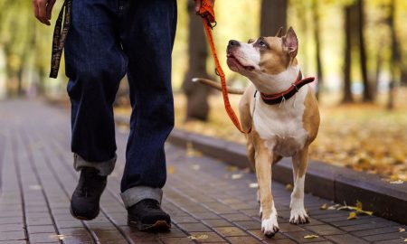 Опасная собака на поводке