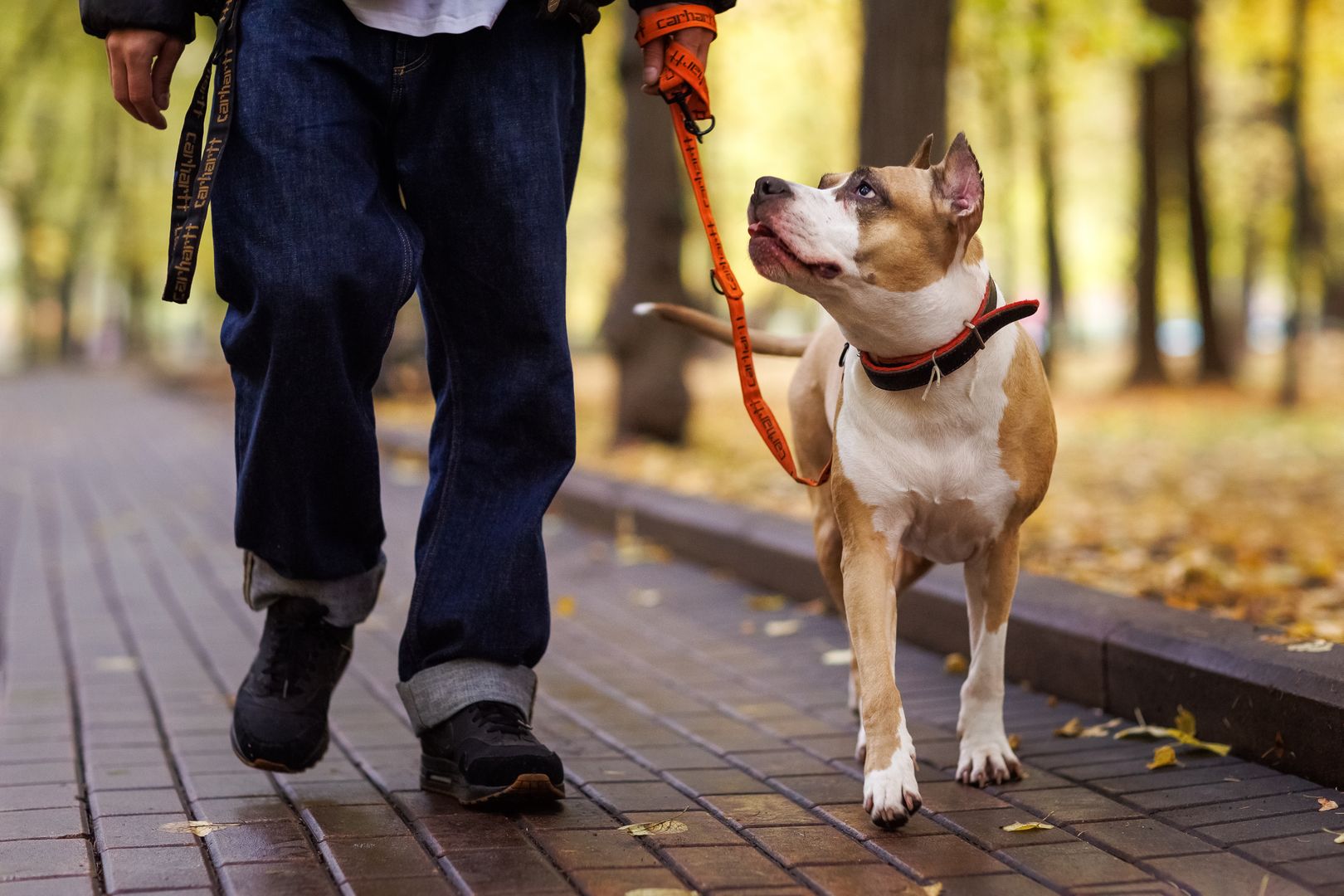 Опасная собака на поводке