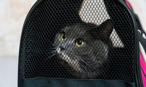 Кот в сумке