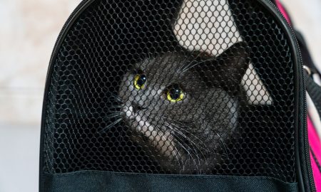 Кот в сумке