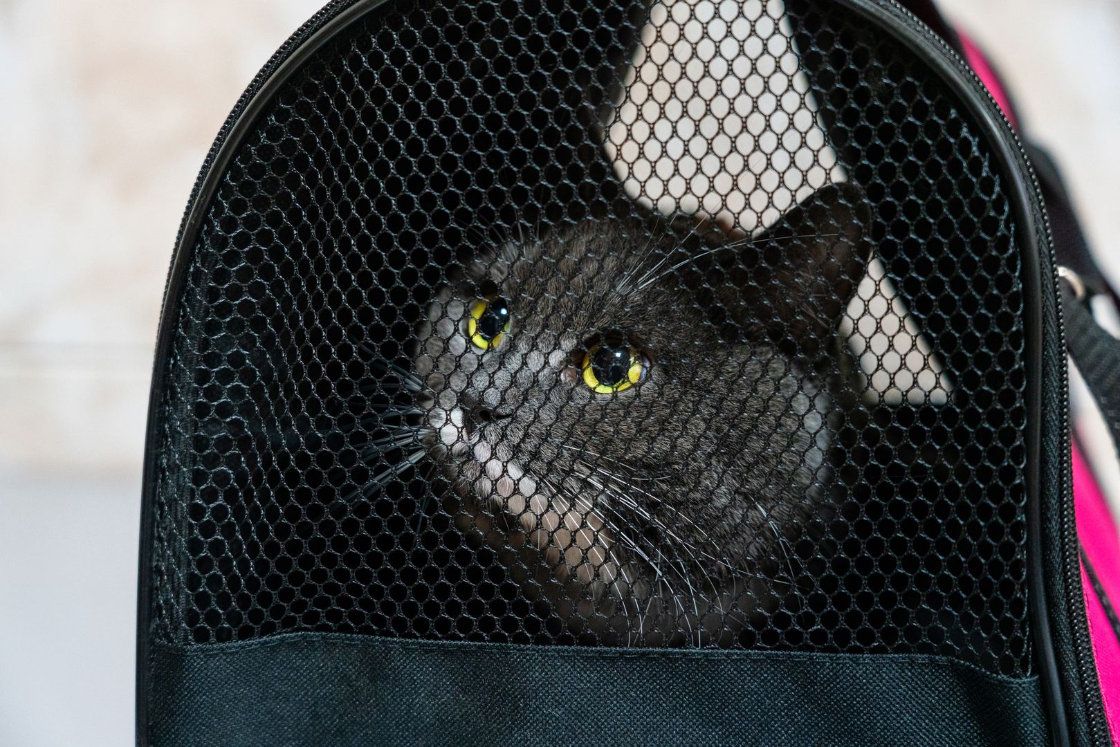 Кот в сумке