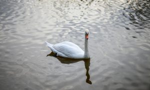 Лебедь на озере