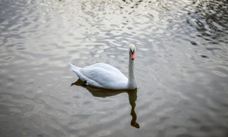 Лебедь на озере