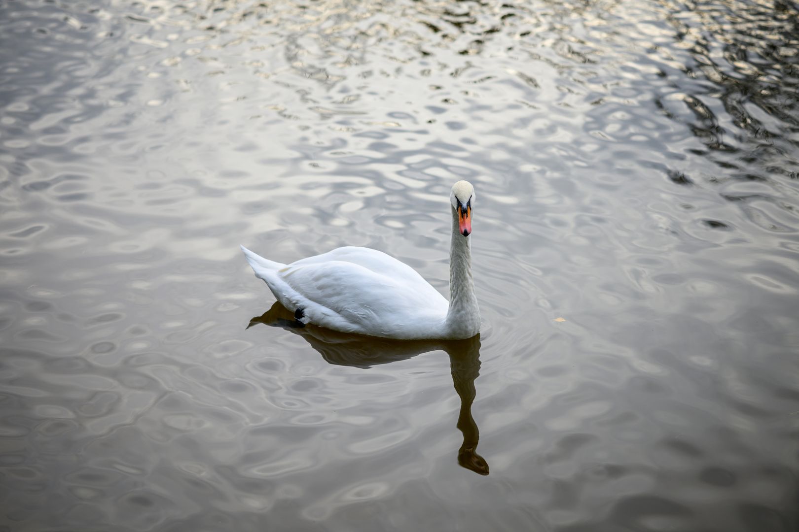 Лебедь на озере