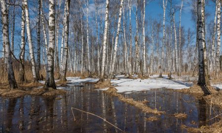 Весна пришла в город