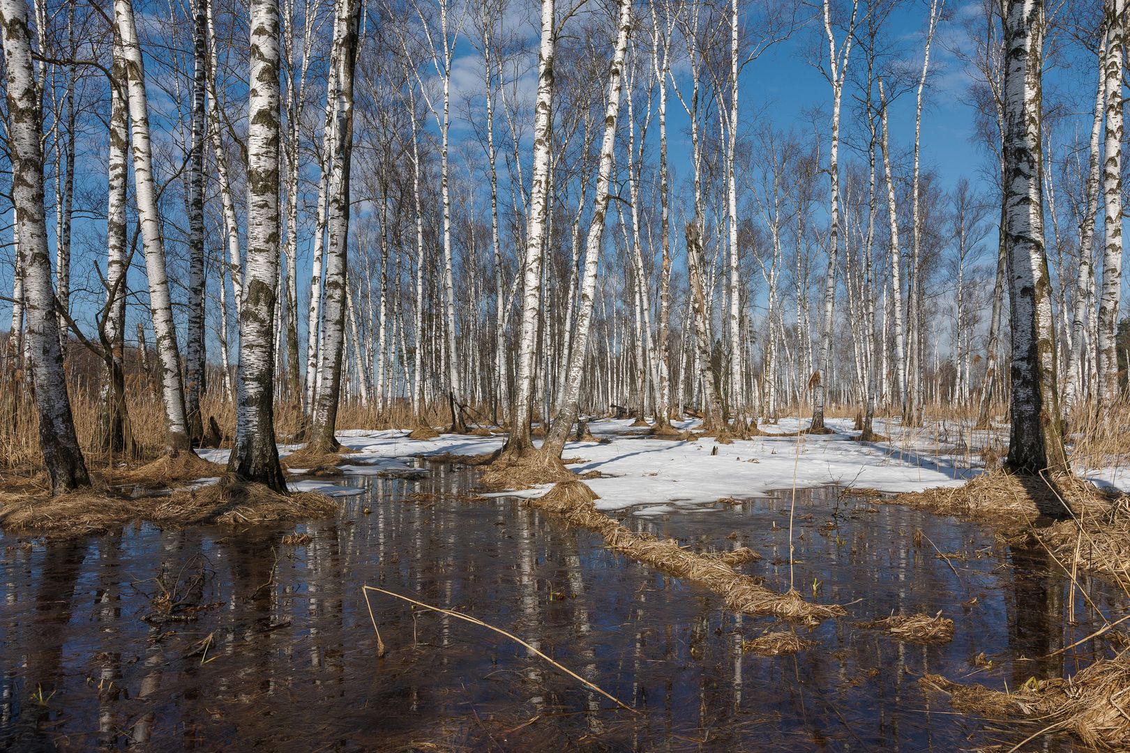 Весна пришла в город