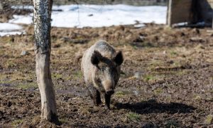 Кабан гуляет по лесу