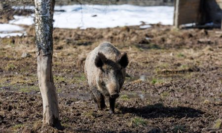 Кабан гуляет по лесу