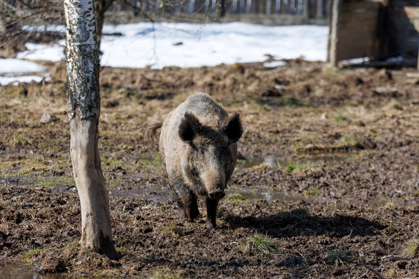Кабан гуляет по лесу
