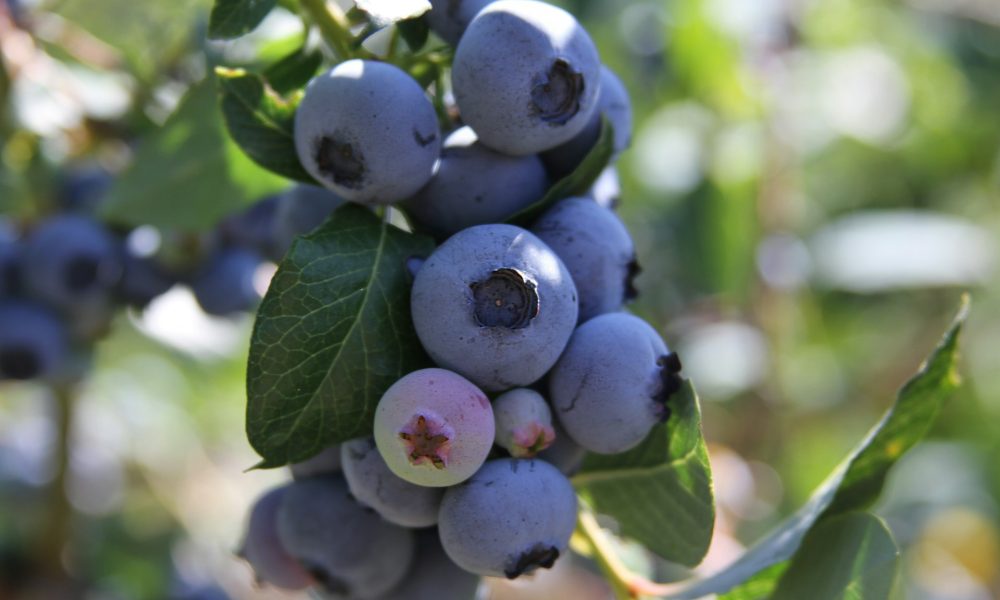 Голубика на ветках