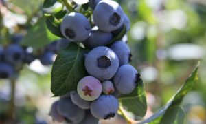 Голубика на ветках