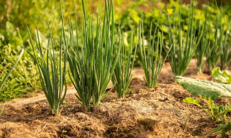 Урожай лука