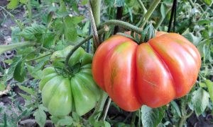 Огромные помидоры