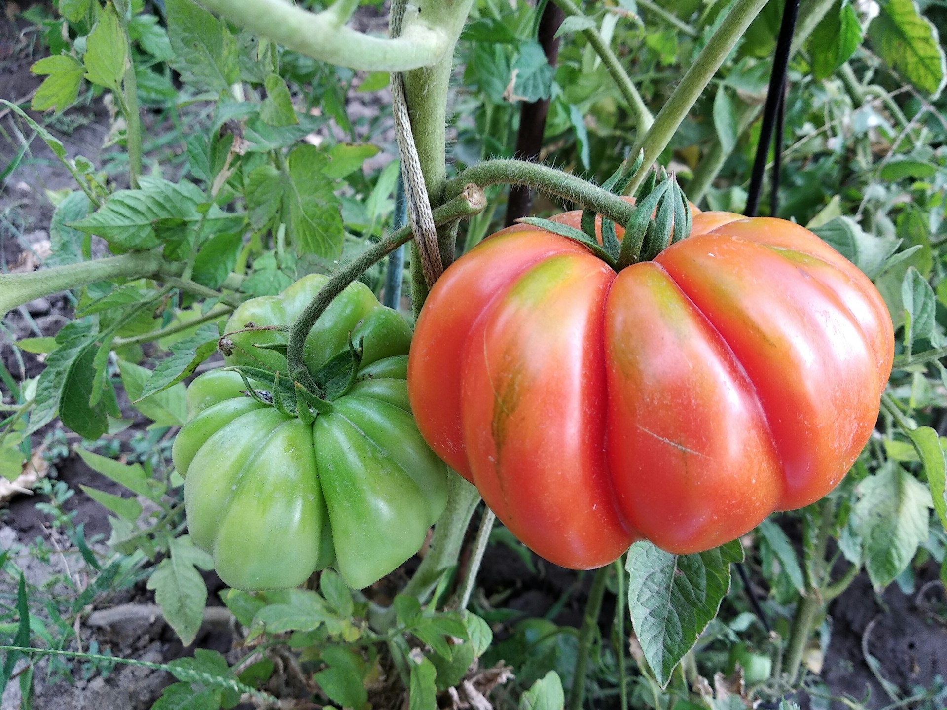 Огромные помидоры