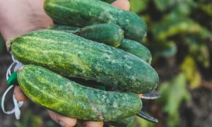 Урожай огурцов
