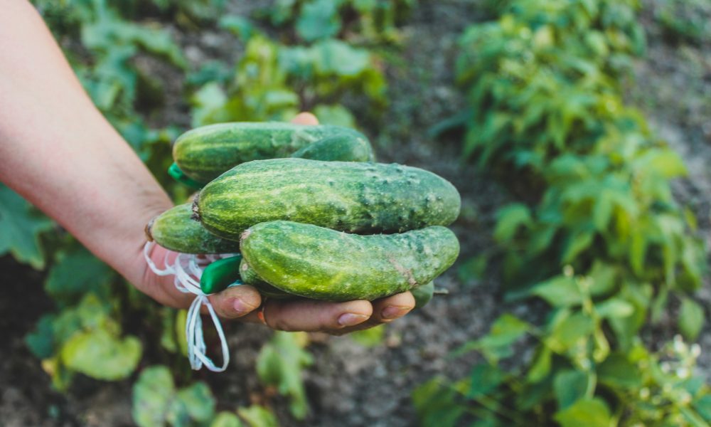 Урожай огурцов