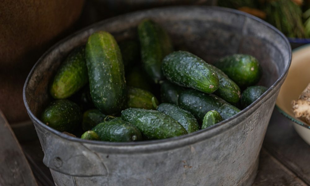 Урожай огурцов