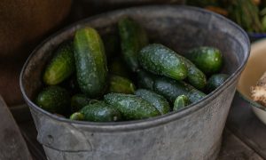 Урожай огурцов