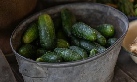 Урожай огурцов