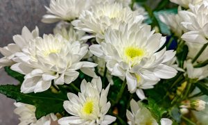 Хризантемы стоят в букете