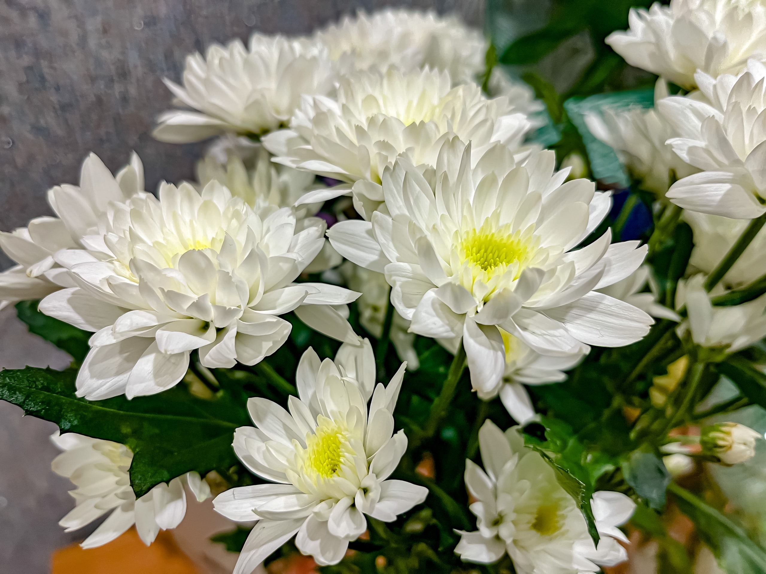 Хризантемы стоят в букете