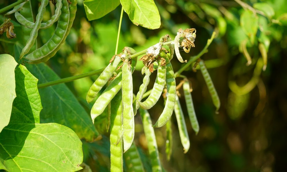 Урожай гороха