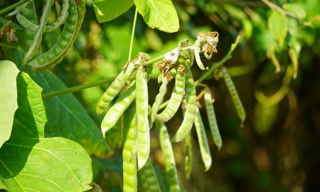 Урожай гороха