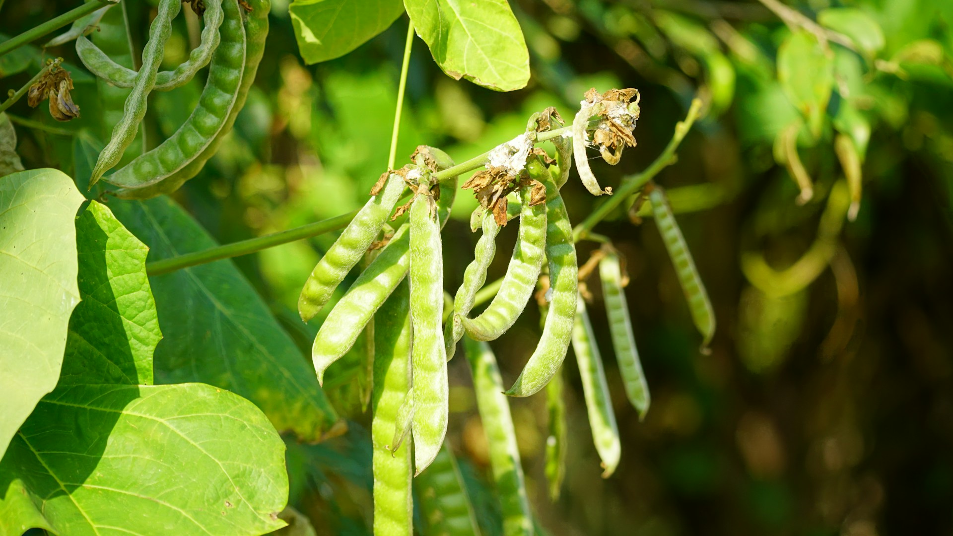 Урожай гороха