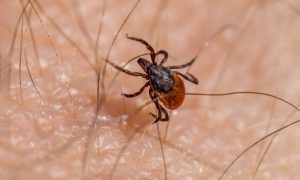 Клещ на теле