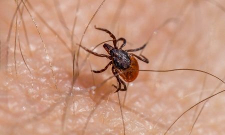 Клещ на теле