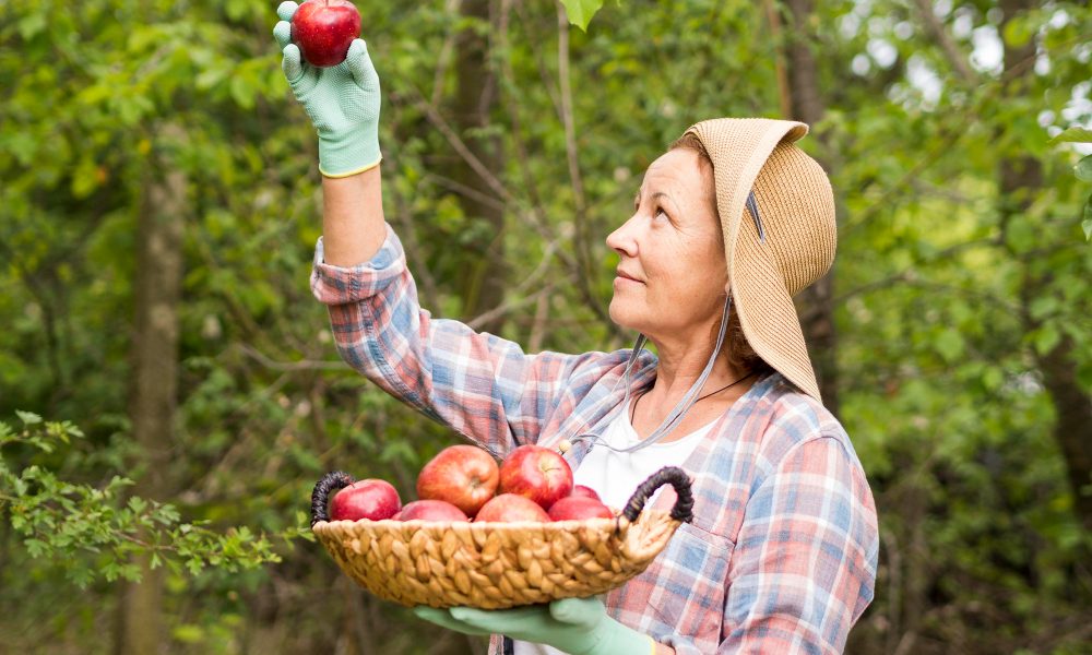 Женщина рассматривает сорванное в саду яблоко.