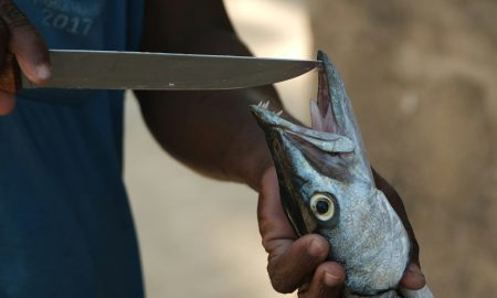 Разделывают рыбу