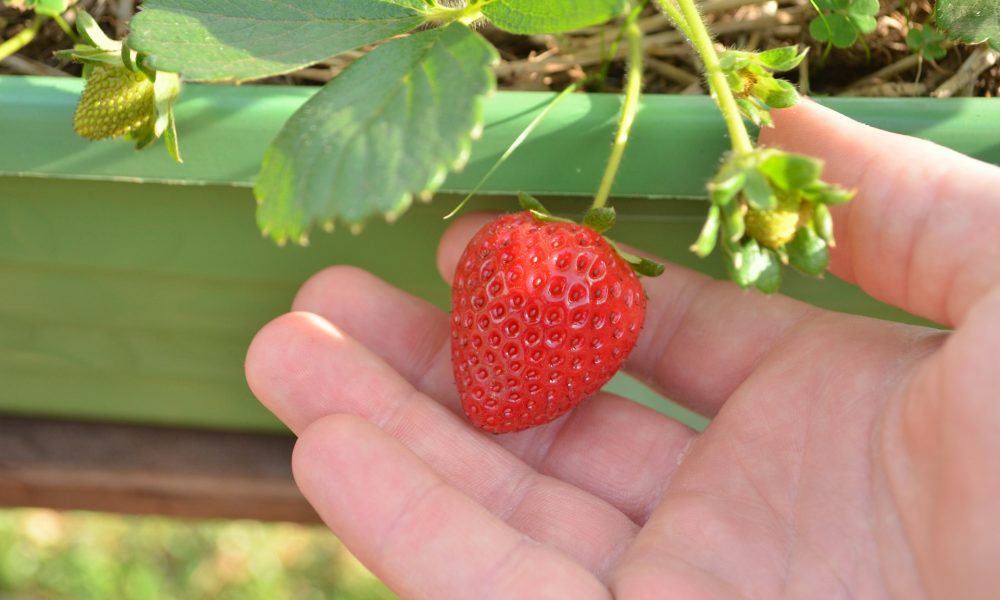 Урожай клубники