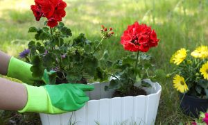 Уход за цветком