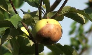 Яблоко гниет