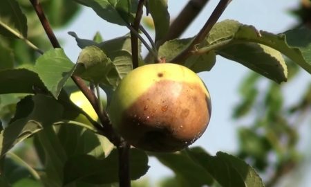 Яблоко гниет