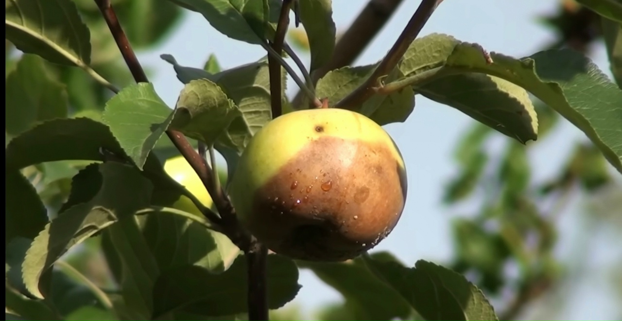 Яблоко гниет