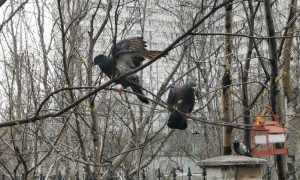 Голуби сидят на ветке