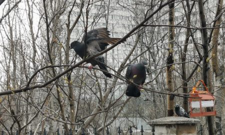 Голуби сидят на ветке