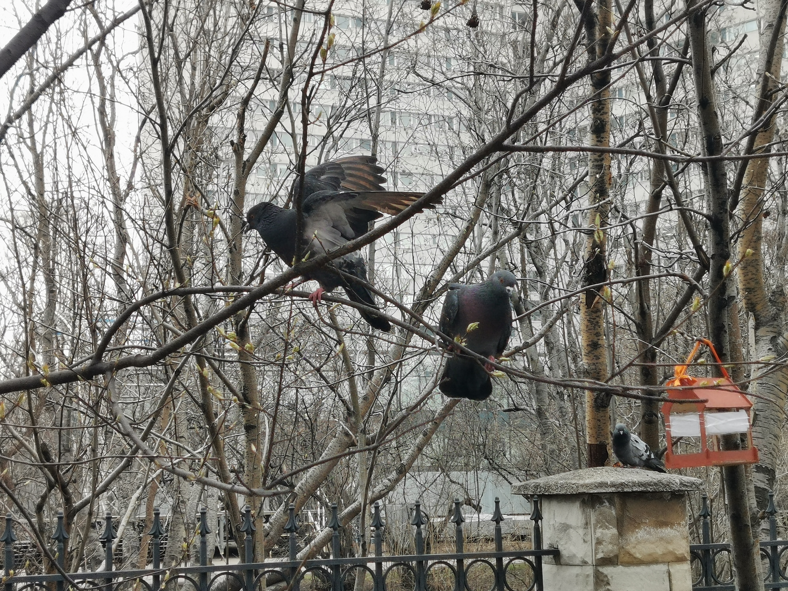 Голуби сидят на ветке